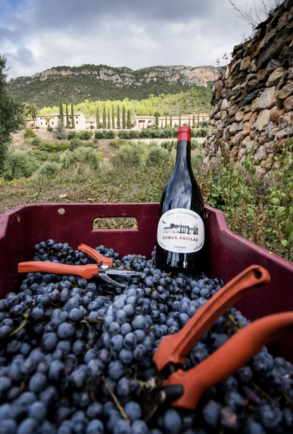 Terra Dominicata Domus Aquilae 2019 (750ml)